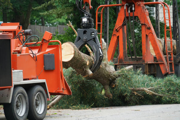 Palm Tree Trimming in Grace, ID